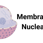 Membrane nucléaire